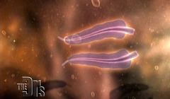 Intestinal Parasites